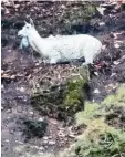  ?? Foto: Zang, Landratsam­t Miltenberg, dpa ?? Im Steinbruch steht eine Ziegen-Attrappe.