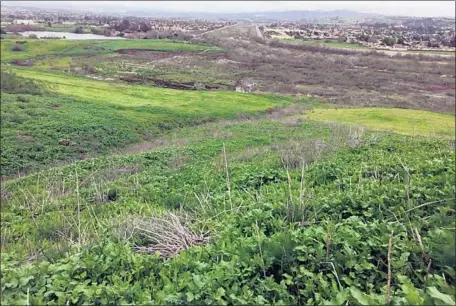  ?? Natalie Shapiro ?? THE 31.3 ACRES that the Buena Vista Audubon Society purchased last year near Whelan Lake is now covered with invasive, non-native species. The land was once part of a large dairy farm, and grazing cows had pushed out cactus wrens and California gnatcatche­rs.