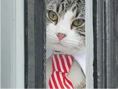  ??  ?? Embassy Cat, el gato que conoce todos los secretos de Assange.