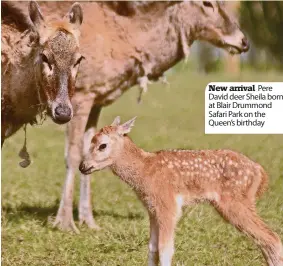  ??  ?? New arrival Pere David deer Sheila born at Blair Drummond Safari Park on the Queen’s birthday