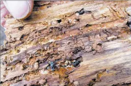  ?? Dan Elliott ?? The Associated Press Dead beetles lie on the inside of a piece of bark peeled from a beetle-killed tree
July 12 near Albany, Wyo. Since 2000, two dozen species of beetles have killed trees on nearly 85,000 square miles in the West, an area about the...