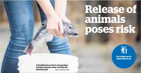  ?? Photo / Michael Craig ?? A Buddhist from the Fo Guang Shan Temple releases a blue cod into the Hauraki Gulf.