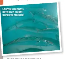  ??  ?? Countless big bass have been caught using live mackerel