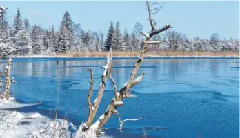  ?? FOTO: NAZ ?? Unter der Eisdecke der Gewässer im Wurzacher Ried verläuft das Leben der Wasserbewo­hner im Winter langsamer und ruhiger.