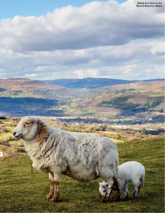  ??  ?? Sheep on a farm in the Brecon Beacons, Wales