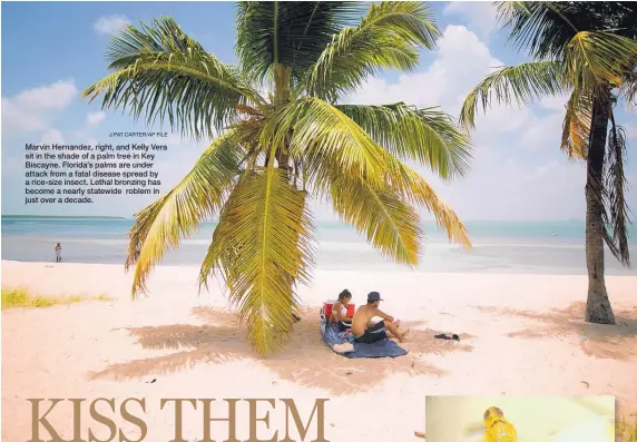  ?? J PAT CARTER/AP FILE ?? Marvin Hernandez, right, and Kelly Vera sit in the shade of a palm tree in Key Biscayne. Florida’s palms are under attack from a fatal disease spread by a rice-size insect. Lethal bronzing has become a nearly statewide roblem in just over a decade.