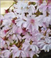  ??  ?? Prunus x subhirtell­a ‘Autumnalis Rosea’ - winter flowering cherry.