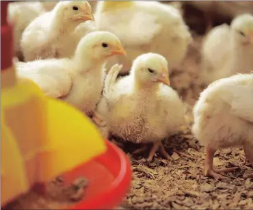  ?? PHOTO: SUPPLIED ?? Chicks at a hatchery in this file photo. Avian flu has spread in Mpumalanga and the Free State and Agri SA said that it was worried because there was no cure for HPAI H5N8.