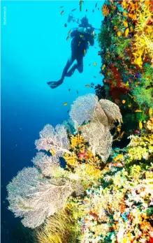  ?? ?? In addition to its awesome pelagic sightings, North Ari Atoll offers some sheltered walls and reefs