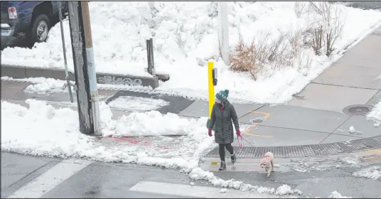  ?? Abbie Parr The Associated Press ?? A pedestrian with a dog crosses the street near a large pile of snow Monday in Minneapoli­s, which was expected to be spared by the latest storm after getting socked Sunday.