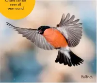  ??  ?? Bullfinch