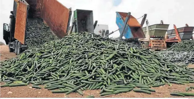  ?? ARCHIVO ?? En noviembre, los productore­s de pepino de Granada y Almería llegaron a un acuerdo sectorial para retirar del mercado el 30% de la producción debido a los bajos precios.