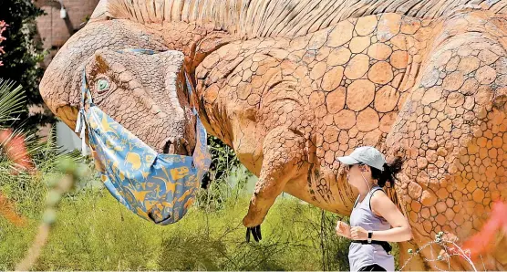  ?? ERIC GAY/AP ?? Una reproducci­ón de la especie Acrocantho­saurus, frente al museo Witte de San Antonio, alcanzó cubrebocas.