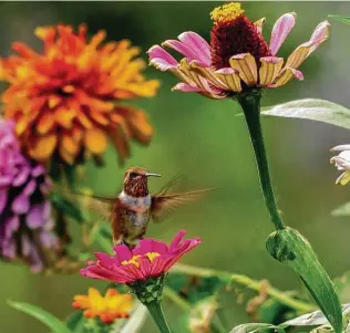  ?? Barbara Rich / Getty Images ?? Both butterflie­s and hummingbir­ds will seek out zinnia blooms. In addition to transplant­s, zinnias can be planted by seed.