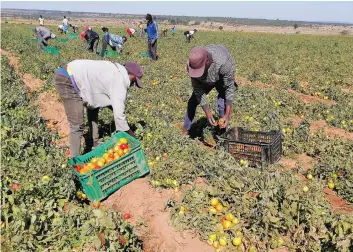  ?? DOMINGOS MUCUTA | EDIÇÕES NOVEMBRO ?? Tomate produzido em Tombola é comerciali­zado em mercados de várias províncias