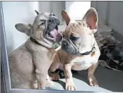  ?? TERRENCE ANTONIO JAMES/CHICAGO TRIBUNE ?? Two French bulldog puppies that were rescued from a warehouse at O’Hare Airport sit in quarantine Friday.