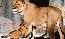  ?? Paul Chinn/The Chronicle 2015 ?? Lion cub Jasiri latches on to his mother, Sukari, at the San Francisco Zoo. Sukari’s death was announced Thursday. She had been at the zoo since 2009.
