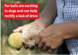  ?? ?? Fur balls are exciting to dogs and can help rectify a lack of drive