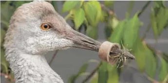  ?? COURTESY OF SCOTT JUDD ?? A Sandhill Crane with plastic around its beak was rescued in Evanston.