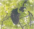  ?? FOTOS (3): D. STANIEK ?? Eine „Traube“aus Bienen in einem Baum am Marienplat­z.