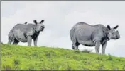  ?? PTI ?? The Kaziranga National Park is the largest habitat of the one-horned rhinoceros.