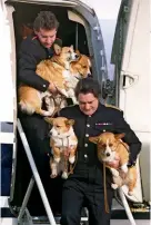  ??  ?? Above, left: The Queen Mother’s corgis arriving at Heathrow airport after a summer visit to Balmoral. Above, right: The Queen’s corgis were present when she met members of the New Zealand All Blacks rugby team at Buckingham Palace in 2002.