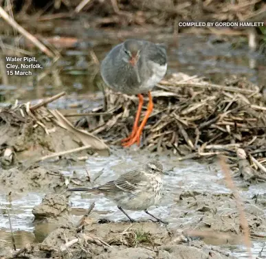  ?? COMPILED BY GORDON HAMLETT ?? Water Pipit, Cley, Norfolk, 15 March