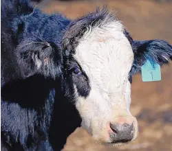  ?? CHARLIE NEIBERGALL/ASSOCIATED PRESS ?? A cow stands in a pen at the Vaughn Farms cattle operation in March.