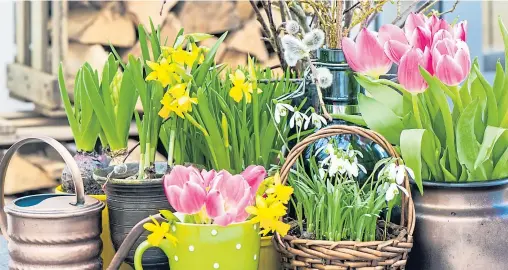  ??  ?? The sight of snowdrops and tete-a-tetes is all the inspiratio­n needed to plan ahead for those warmer months