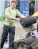  ??  ?? The newly laid turf being taken up at Piccadilly Gardens