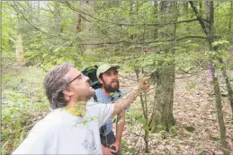  ?? Carole Cheah / Connecticu­t Agricultur­al Experiment Station ?? Brian Hagenbuch, executive director of Steep Rock Preserve, and Rory Larson, the conservati­on and program leader, observe the lady beetles’ release at the Hidden Valley property in Washington, this spring.