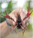  ?? FOTO: DPA ?? Das ist Procambaru­s clarkii. Der amerikanis­che Sumpfkrebs verdrängt heimische Arten.