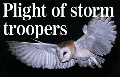  ??  ?? PREY FOR GOOD WEATHER: Barn owls like to hunt for voles, moles and mice in the twilight hours