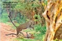  ??  ?? Leopards at play. Pic by Rukshan Jayewarden­e