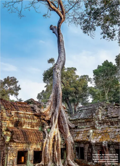  ??  ?? A Angkor, les temples de Ta Prohm pris dans l’étau des grands kapokiers évoquent les gravures romantique­sdu XIXe siècle.