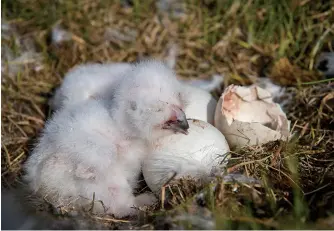  ??  ?? Snowy owl chicks hatch from their shells about a month afterthe eggs were first laid on the ground.