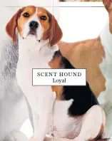  ?? ?? SCENT HOUND Loyal