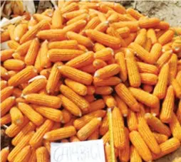  ??  ?? BIG COBS AND BIG KERNELS – The top performing NK8840 in the Corn Derby is prized for its big cob and kernels with high shelling recovery of 78-80 percent. The variety is also valued for its low ear placement which makes it easy to harvest. The grains...