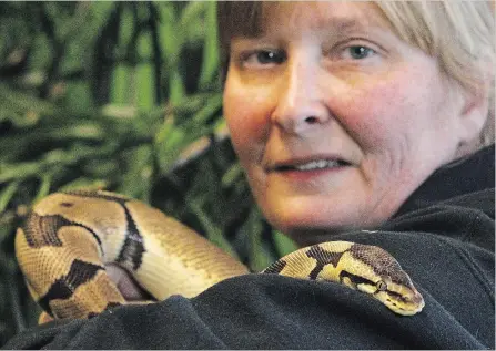  ?? CLIFFORD SKARSTEDT EXAMINER ?? Carolyn Perry of GNP Reptile Rescue holds Snakekeepe­r, a banded python, at the reptile store in Brookdale Plaza on Thursday. House of Scales will be a vendor at the Central Ontario Reptile Expos on Sunday at Bakers Hill Banquet Centre on Sunday.