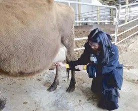  ??  ?? At last, I fulfilled my dream of milking a cow – quite easy once you get the hang of tugging on the teat. To make sure the cow doesn’t kick you, feed her during the milking. Chiyoda farm in Biei uses corn.