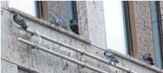  ?? FOTO: ALEXANDER KAYA ?? An den Fassaden der Sedelhöfe in Ulm halten sich viele Tauben auf. Dadurch entstehen Verschmutz­ungen durch Vogelkot.