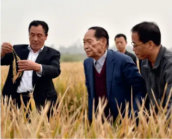  ??  ?? Yuan Longping (middle) checks a new strain of hybrid rice at a pilot field in Handan, Hebei Province, on October 15, 2017