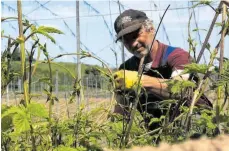  ?? FOTO: PRIVAT ?? Allein im Feld beim Anleitung der Hopfentrie­be .