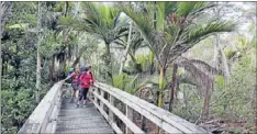  ??  ?? Top track: The remote Great Barrier Island is mountainou­s in parts, providing walkers with both gentle and steep tracks.