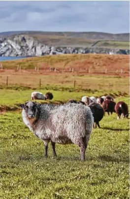  ??  ?? Shetland, a Scottish archipelag­o, has about 150,000 sheep, compared with 25,000 people.