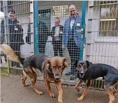  ?? FOTO: UWE MISERIUS ?? Gerd Kortschlag beim Rundgang mit Gästen. Vorne links: Jenny aus Ungarn war früher ein Kettenhund.