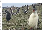  ??  ?? ANTARCTICA Penguins on snow-free Ardley Island