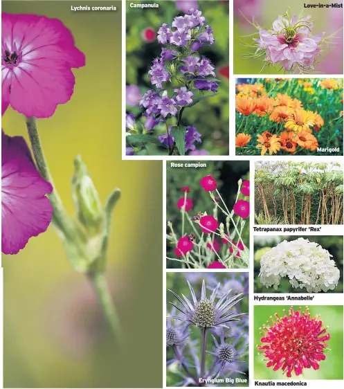  ??  ?? Lychnis coronaria
Rose campion
Eryngium Big Blue
Love-in-a-mist
Tetrapanax papyrifer ‘Rex’
Hydrangeas ‘Annabelle’
Knautia macedonica
Marigold
Campanula