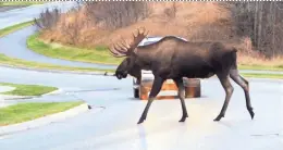  ?? DAN JOLING/AP ?? Moose killed by cars and trucks in Alaska are salvaged and donated to people on an Alaska State Troopers list of people who want them for their meat.