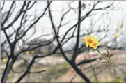  ?? Picture: ARMAND HOUGH ?? FLOWER POWER: Several areas of Table Mountain National Park, which had been closed to the public since the fires in March, were reopened yesterday. Much of the fire-dependent fynbos has regenerate­d and many flowers are blooming against the blackened...